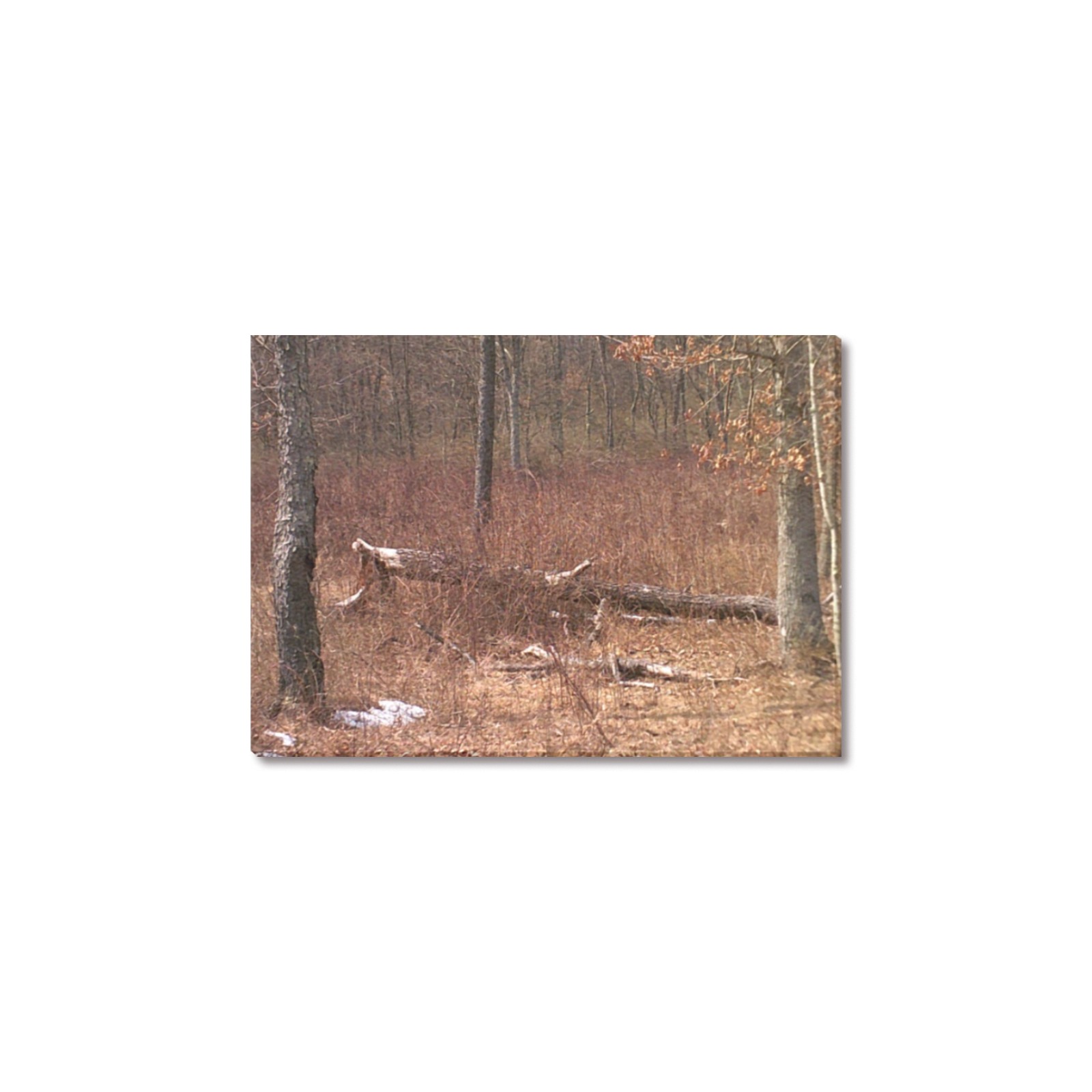 Falling tree in the woods Upgraded Canvas Print 7"x5"