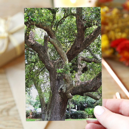 Oak Tree In The Park 7659 Stinson Park Jacksonville Florida Greeting Card 4"x6"