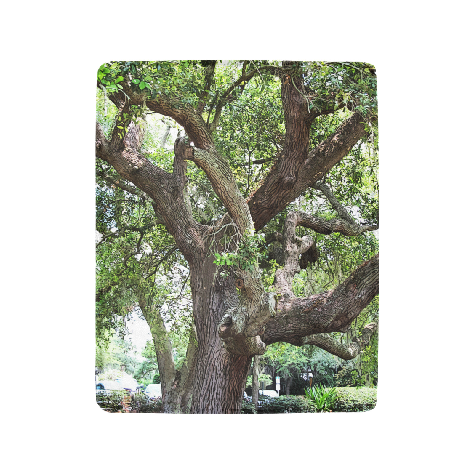 Oak Tree In The Park 7659 Stinson Park Jacksonville Florida Ultra-Soft Micro Fleece Blanket 40"x50" (Thick)
