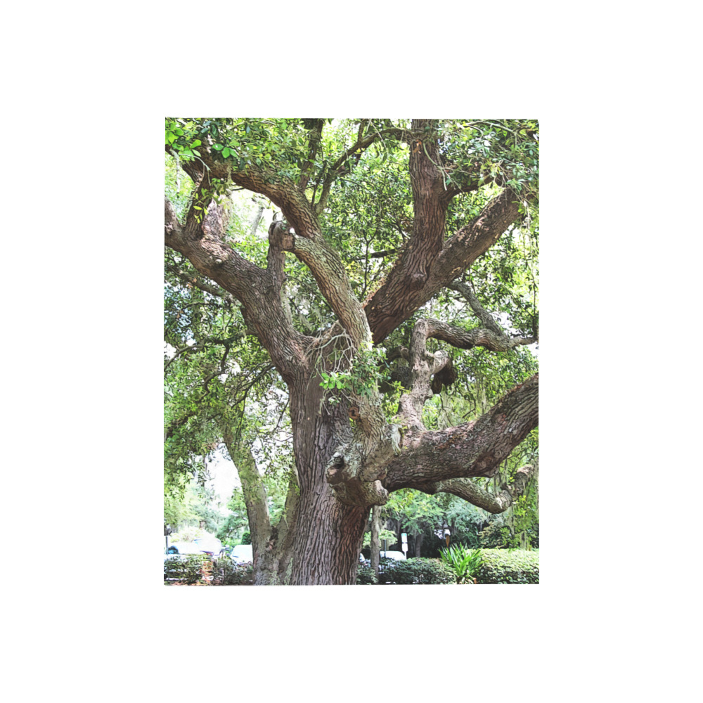 Oak Tree In The Park 7659 Stinson Park Jacksonville Florida Quilt 40"x50"