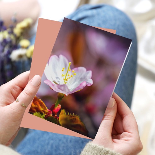 Single, elegant Sakura flowers blooming in spring.