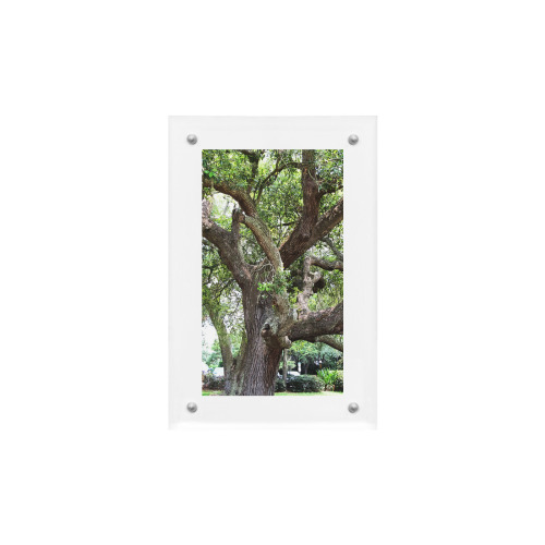 Oak Tree In The Park 7659 Stinson Park Jacksonville Florida Acrylic Magnetic Photo Frame 4"x6"